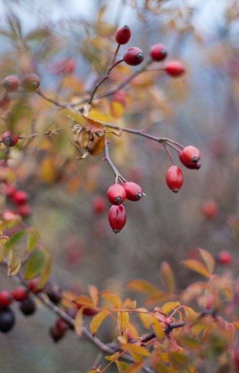 Church At Christmas, Season Of Advent, Rosehip Tea, Berry Photography, Watercolor Workshop, Advent Season, Autumn Magic, Autumn Scenery, Season Of The Witch