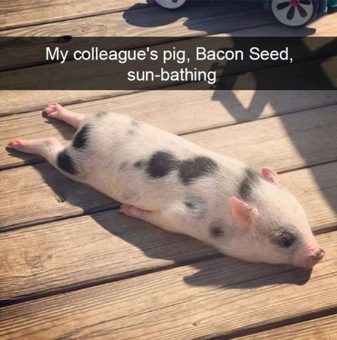 34 Extra Animal Snaps Here To Add Extra Flare To Your Day - I Can Has Cheezburger? Cute Piglets, Baby Animals Pictures, Animale Rare, Baby Pigs, Baby Animals Funny, Cute Pigs, Cute Animal Photos, Funny Funny