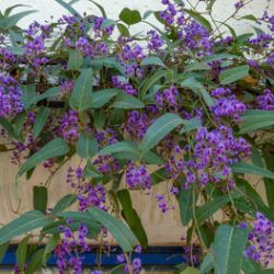 Purple Lilac Vine – Hardenbergia violacea | Civano Nursery - Tucson Plant Nursery Hardenbergia Violacea, Lilac Vine, Craft For All Ages, Raised Garden Bed Plans, Low Water Gardening, Evergreen Vines, Plant Catalogs, Raised Planter, Desert Garden