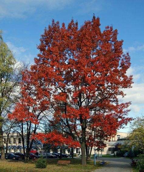 Roble rojo/ red oak Northern Red Oak, Red Oak Tree, Tree Seedlings, Northern Ontario, Noise Pollution, Deciduous Trees, Deep Burgundy, Growing Tree, Oak Tree