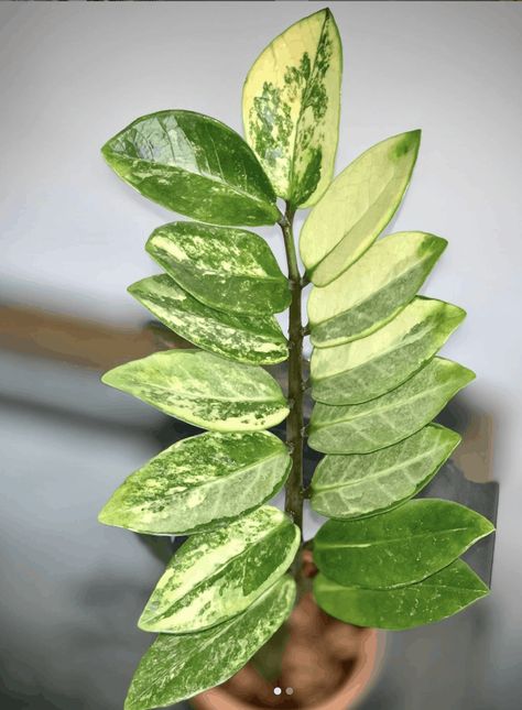 Zz Plant Care, Garden Goals, Tanaman Indoor, Plant Care Tips, Zz Plant, Inside Plants, Variegated Plants, Unique Plants, House Plants Indoor