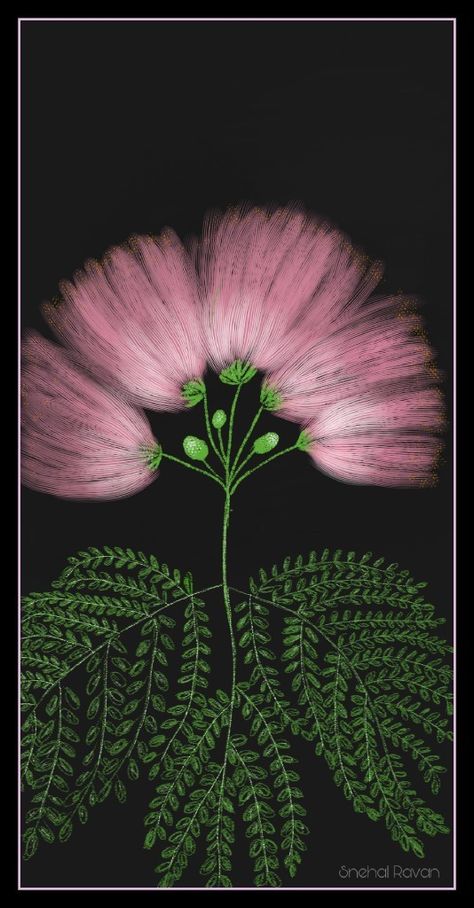 Mimosa Silk Tree, Persian Silk Tree Tattoo, Mimosa Tree Drawing, Bobinsana Flower, Mimosa Tree Tattoo, Mimosa Trees, Persian Silk Tree, Pink Mimosa, Mimosa Tree