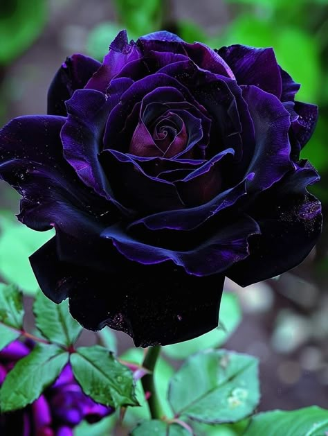 Roses Pictures, Pretty Flowers Pictures, Goth Garden, Rare Roses, Rose Belle, Rose Flower Pictures, Lovely Flowers Wallpaper, Black Roses, Unusual Flowers