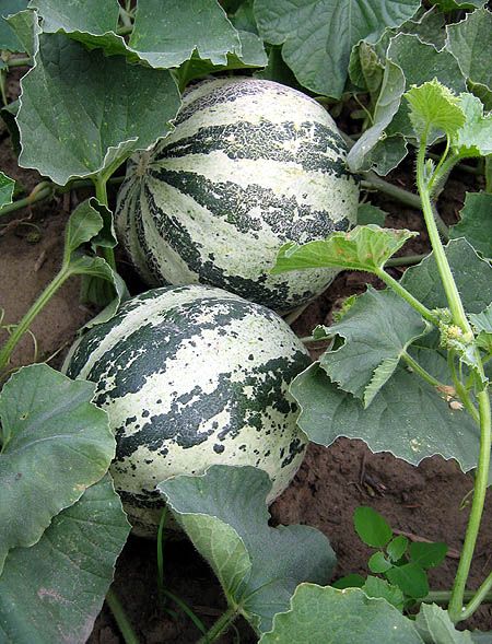 Kajari melon. The flesh is a medium green to light yellow with a taste very similar to a honeydew. Some describe it as having a hint of summer apple. The fruits average between 2-3 lbs and start maturing in 70-80 days, making it a good choice for growers with short seasons. The orange stripes appear as the melons ripen and the fruit will slip from the stem when fully ripe. Each plant will produce from 6-8 melons. Any unripe melons can be picked after the first frost and they will continue to ripen in storage. Kajari melons have a long shelf life especially if refrigerated. The delicious flavor, good production, short growing season, and long shelf life, give Kajari's an excellent potential as a market melon. And a great addition to any home garden. Kajari Melon, Fruit World, Long Shelf, Harvest Time, The Flesh, Fruit Plants, Exotic Fruit, Growing Food, The Fruit