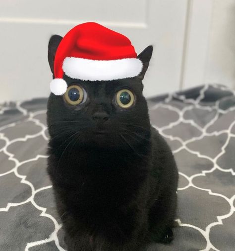 Jinx The Cat, Cat Santa Hat, Xmas Cat, Pop Cat, Huge Eyes, Cute Small Animals, Silly Cats Pictures, Cute Cats Photos, Cute Black Cats