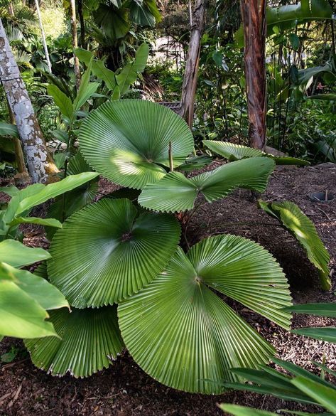 Licuala Cordata, Green Love, Palm Leaves, Plant Leaves, Thank You, Plants, Green, On Instagram, Instagram