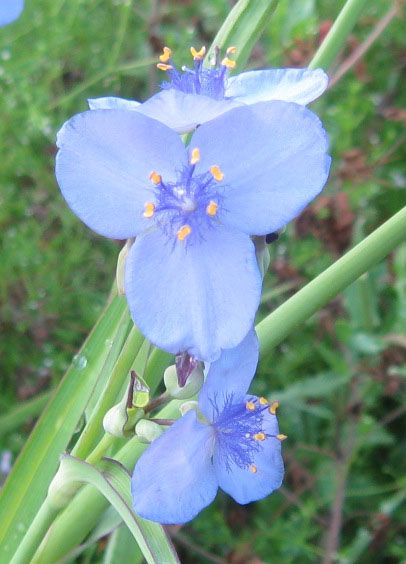 Eatable Flowers, Florida Flowers, Wild Lettuce, Florida Native Plants, Decorating Food, Florida Plants, Edible Wild Plants, Identify Plant, Presents Ideas