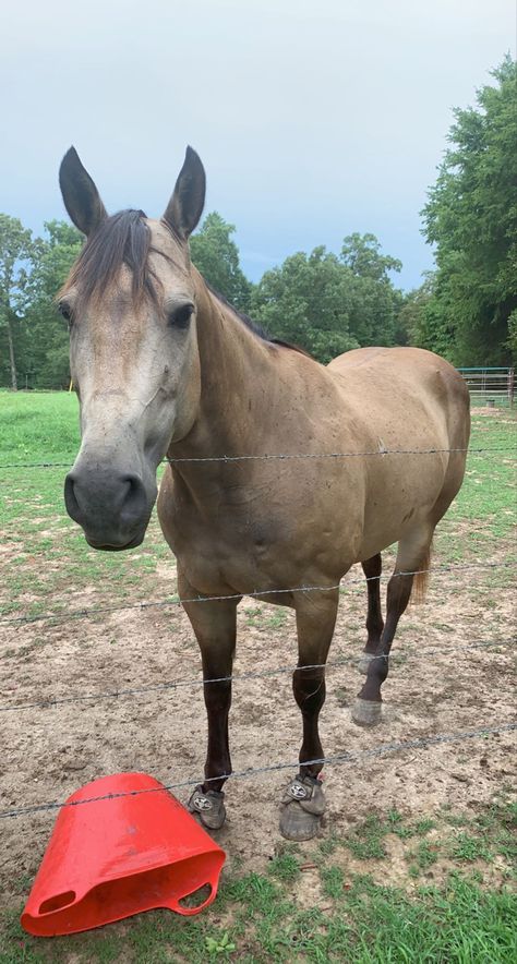 Buck Skin Horse, Buckskin Horses, Buckskin Horse, Horse Barn Ideas Stables, Dream Horse, Cowgirl Aesthetic, Horse Pattern, Horse Barns, Horse Barn