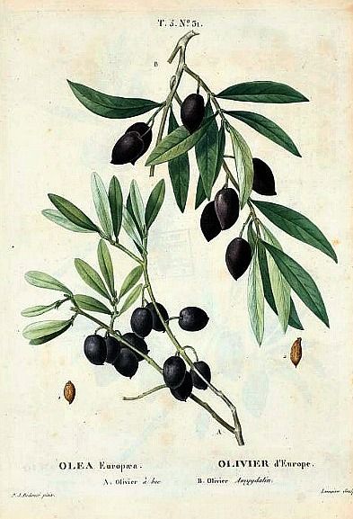 Pierre Redouté  Olea Europæa  1801-19 Redoute Flowers, Olive Tree Tattoos, Family Tree Drawing, Olive Tree Branch, Olive Print, Illustration Botanique Vintage, Botanical Illustration Vintage, Illustration Botanique, Frame Ideas