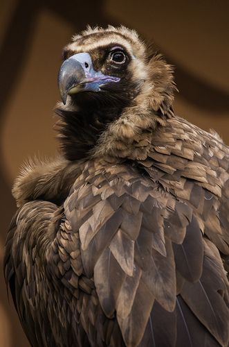 Cinereous Vulture, Vulture Bird, Black Vulture, Tattoo Nature, Animals Tattoo, Wallpaper Aesthetics, Bird Of Prey, Bird Wallpaper, Pet Bird