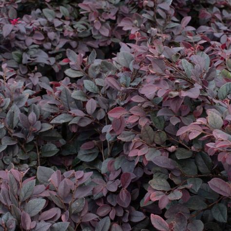 Cerise Charm Loropetalum 1 Cerise Charm Loropetalum, Florida Landscaping, Gothic Garden, Plant Information, Small Leaf, Hanging Garden, Red Flowers, Colorful Flowers, Landscaping