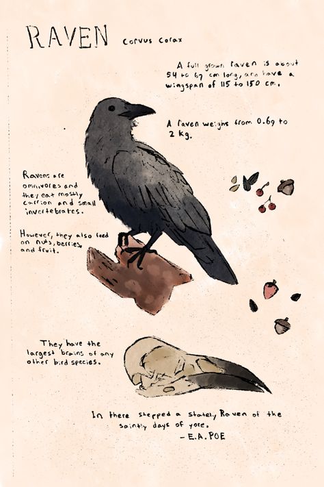 Ravens Astethic, Quotes About Ravens, Raven Pfp Bird, Raven Drawing Reference, Raven Aesthetic Bird, Cute Raven Art, Raven Shapeshifter, Raven Fursona, Raven Therian