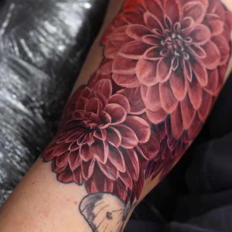 Dahlias, or the botanical name the Pom Pom dahlia!  #tattoo #tattoos #dahlia #sleeve #floralsleeve #flowertattoo #besttattoo #sleeve… Red Dahlia Tattoo, Dahlia Flower Tattoo, Tattoo Small Ideas, Henna Tattoo Shoulder, Pom Pom Dahlia, Tat Sleeve, Dahlia Flower Tattoos, Dahlia Tattoo, Realistic Rose Tattoo