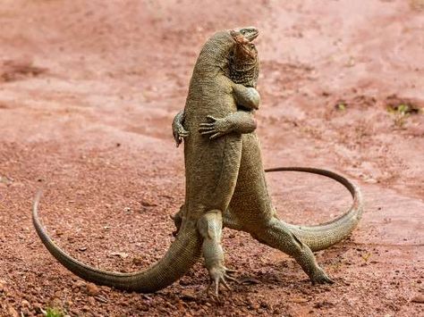 "Martian Tango"Monitor lizards in Sri Lanka - Sergey Savvi Comedy Wildlife Photography, Komodo Dragon, Affinity Photo, Funny Animal Photos, Photo Awards, Wildlife Photos, Komodo, Photography Awards, Wild Life