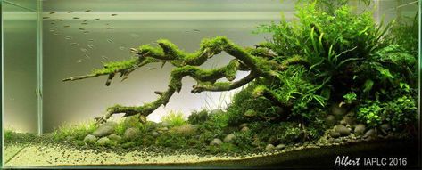 60cm Aquascape, 20 Gallon Long Aquarium, Long Aquarium, Aquascape Inspiration, Aquascaping Ideas, Underwater Garden, Biotope Aquarium, Aquarium Architecture, Fish Aquarium Decorations