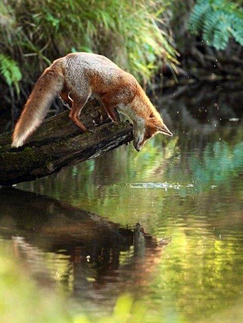 fox at the water | Fox looking at water reflection | Foxes c: Fuchs Baby, Airbrush Art, Wild Dogs, Cute Fox, Alam Yang Indah, Red Fox, Animal Photo, Nature Animals, Puzzle Game