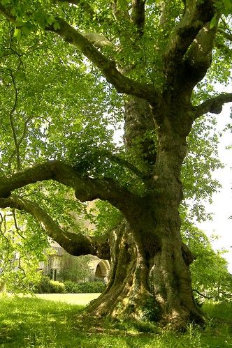 Mottisfont Abbey, Hampshire | Tere Sue Gidlof | Flickr Mottisfont Abbey, Art For Walls, Walls Art, Ancient Trees, Old Oak Tree, Scenery Photography, Art Nouveau Art, Old Tree, Misty Forest