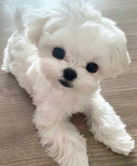 Maltese Puppies For Sale, Maltese Puppies, Maltese Dog, Tag Your Friends, Cute Dog, Puppies For Sale, Maltese, Allergies, Puppies