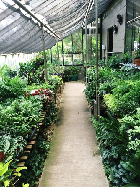 Greenhouse Garden Aesthetic, White Greenhouse Aesthetic, Tropical Plant Greenhouse, Old Greenhouse Aesthetic, Big Greenhouse Aesthetic, California Garden Design, Como Plantar Pitaya, Tropical Greenhouses, Food Forest Garden