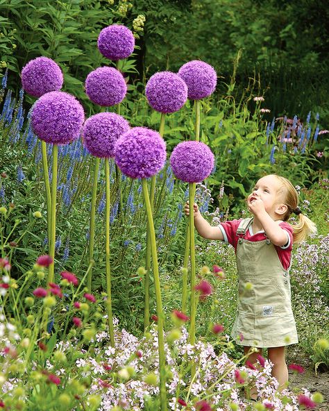 Giant Allium, Allium Bulbs, Allium Giganteum, Botanical Tulip, Partial Shade Plants, Purple Star, Parrot Tulips, Classic Garden, Fall Plants