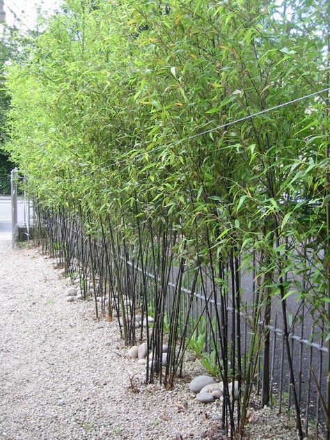 Bamboo Hedge, Phyllostachys Nigra, Bamboo In Pots, Backyard Garden Diy, Backyard Garden Landscape, Bamboo Garden, Small Backyard Gardens, Black Bamboo, Bamboo Plants