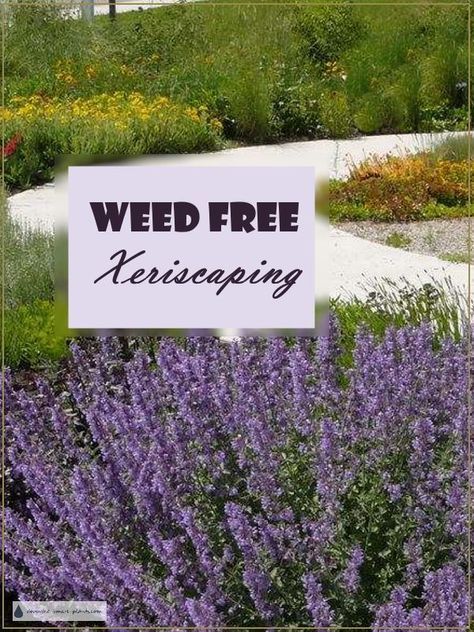 Xeroscaping Backyard, Xeriscape Ideas, Xeriscape Front Yard, Xeriscape Landscaping, Desert Gardens, Drought Tolerant Landscape, Dry Garden, Garden Compost, High Desert