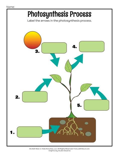 Photosynthesis for Kids: Lesson and Printables | Woo! Jr. Kids Activities : Children's Publishing Photosynthesis Projects, Process Of Photosynthesis, Environmental Education Activities, Photosynthesis Activities, Food Chain Activities, Photosynthesis Worksheet, Plants Worksheets, Process Diagram, Science Printables