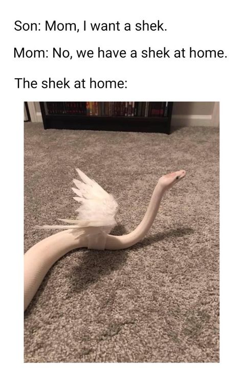 Snek Meme, No Step On Snek, Goofy Animals, Danger Noodles, Danger Noodle, Ball Python, A Meme, Animal Photos, Cute Animal Photos