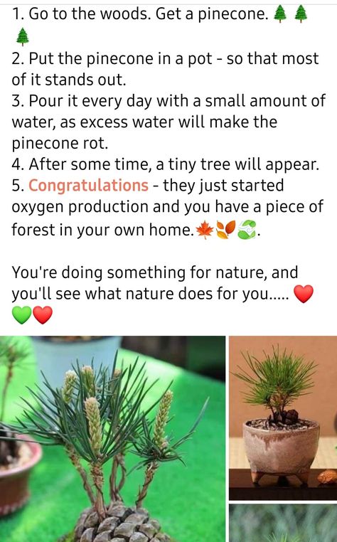 Sprouting a pine sapling from a pinecone Nature Projects, Backyard Lighting, Home Vegetable Garden, Yard Work, House Plants Indoor, Green Life, Growing Tree, Pine Cone, Pine Tree