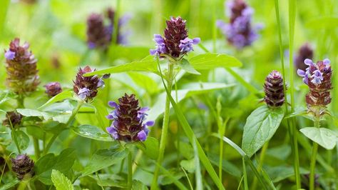 Prunella vulgaris: Uses, Benefits, and Side Effects Prunella Vulgaris, Throat Infection, Healing Tea, Medicinal Herb, Healing Plants, Wild Plants, Medicinal Herbs, Test Tube, Ground Cover