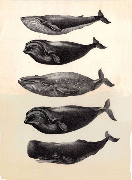 Whale Chart, Whale Illustration, Whale Tattoos, Whale Art, Scientific Illustration, Collage Wall, Narwhal, Arte Animal, 영감을 주는 캐릭터