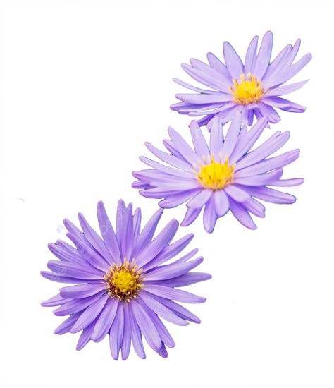 purple daisy Bedroom Flowers, Daisy Purple, Flowers 2023, Flower Bedroom, Light Violet, Purple Daisy, Flowers Png, Transparent Image, Daisy Flowers