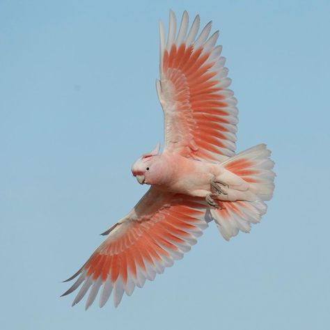 Normally I always get shadows on in flight shots that typically ruin them. Occasionally it doesn’t happen 😊. Pink Cockatoo.… | Instagram Steampunk Mode, Pink Cockatoo, Birds Of Australia, Australian Wildlife, Australian Birds, Bird Photo, In Flight, Book Illustration, Wildlife Photography