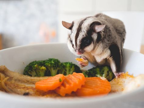 Sugar Glider Nutrition – Suncoast Sugar Gliders Sugar Glider Diet, Sugar Glider Care, Sugar Glider Food, Chicken Baby Food, Baby Cereal, Sugar Bears, Easy Pets, Sugar Gliders, Flying Squirrel