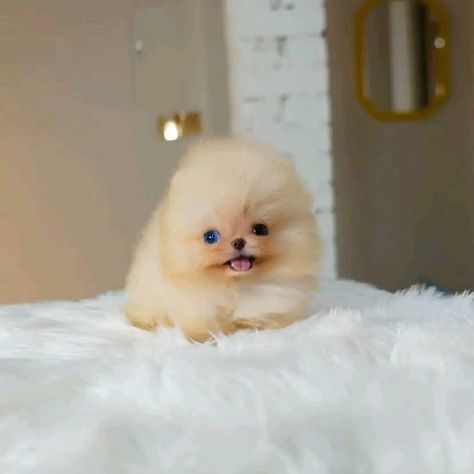 pomeranian puppies for sale in edmonton pomeranian puppies for sale in edmonton alberta how much is a pomeranian puppy in canada pomeranian puppies for sale price pomeranian puppy price in canada how much does pomeranian puppy cost cost of pomeranian puppies in australia pomeranian puppies near me pomeranian puppies edmonton pomeranian puppies for sale edmonton pomeranian puppies for sale in alberta edmonton pomeranian breeders edmonton pomeranian free pomeranian puppies in alberta Pomeranian Breeders, Puppies With Blue Eyes, Pomeranian Puppies For Sale, Pomeranian Puppy For Sale, Pom Dog, Puppies Near Me, Pomeranian Puppies, Edmonton Alberta, Pomeranian Puppy