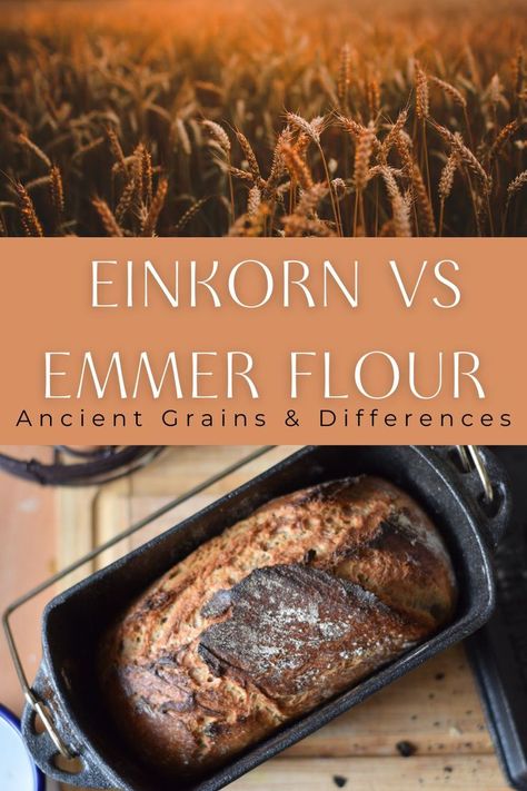 Above: wheat in a field, Below: A freshly baked bread in a cast iron loaf pan. Ancient Grains Recipes, Making Sourdough Bread, Einkorn Flour, Wheat Recipes, Whole Grain Flour, Types Of Flour, Wheat Berries, Spelt Flour, Ancient Grains