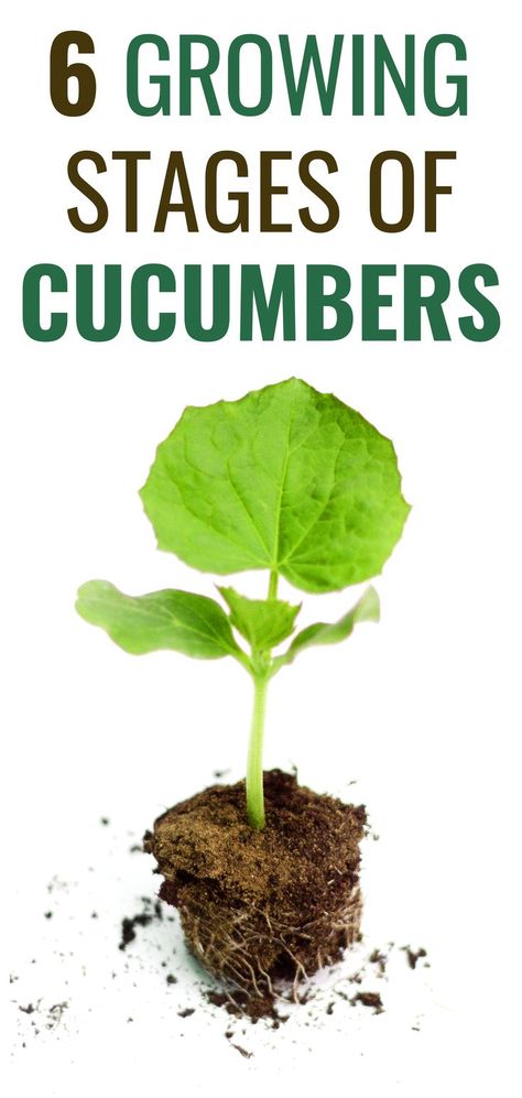 Growing Stages of Cucumbers Growing Cucumbers From Seed, Seeds Germination, Cucumber Gardening, Japanese Cucumber, Seed Starter Kit, Vegetable Harvest, Sowing Seeds, Cucumber Plant, Cucumber Seeds