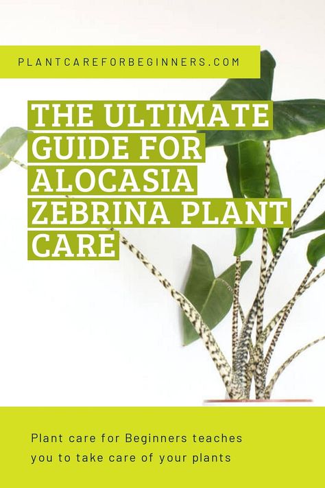 Alocasia Zebrina Care, Zebrina Plant, Alocasia Zebrina, Alocasia Plant, Plant Guide, Elephant Ears, Plant Life, Care Tips, Plant Care