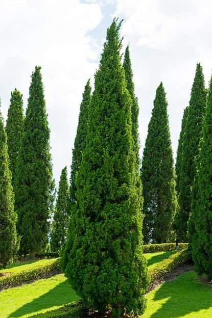 Privacy Trees, Privacy Landscaping, Flower Pot Design, Spruce Tree, Shade Trees, Evergreen Trees, Garden Tours, Community Gardening, Landscape Trees