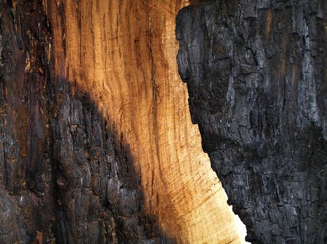 Burnt Timber Burnt Timber, Furniture Polish, Wood Burning, Textures Patterns, Carousel, Wood Furniture, Arch, Wood, Art