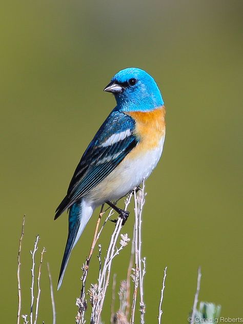 Wild Birds Photography, Bunting Bird, Blue Bird Art, Boise Idaho, Nature Birds, Bird Pictures, Tropical Birds, Exotic Birds, Bird Drawings