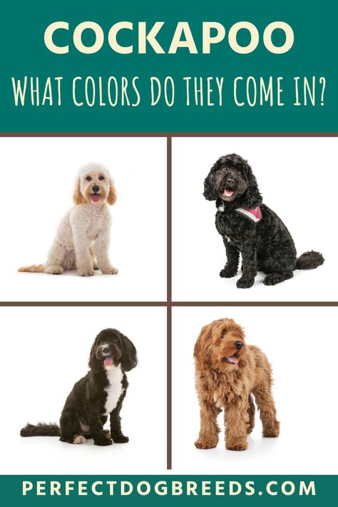 Miniature Cockapoo, Cocker Poo, Good Family Dogs, Cockapoo Colors, Mini Cockapoo, Brown Cockapoo, Cocker Spaniel Poodle Mix, Cocker Spaniel Poodle, Red Coats