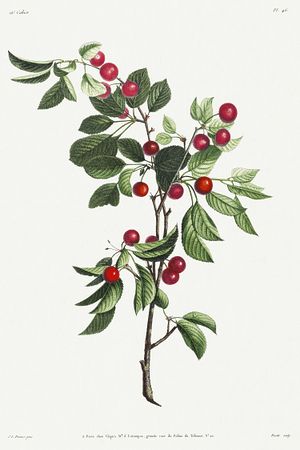 Branch Illustration, Fruit Branch, Illustration Botanical, Flower Drawings, Free Illustration Images, Illustration Botanique, Cherry Fruit, Cleveland Museum Of Art, Vintage Botanical Prints