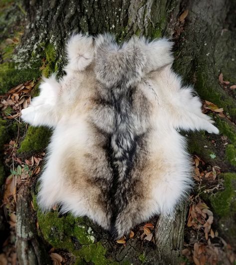 Large piece: This is the upper body of a female Canadian Grey Wolf pelt, tanned about 20 years ago. The heavy fur is gorgeous and the color is brown to cream with silky black-tipped guard hair on t... Wolf Pelt, Guard Hair, Texture Reference, Grey Wolf, White Wolf, Wardrobe Ideas, Taxidermy, Upper Body, 20 Years