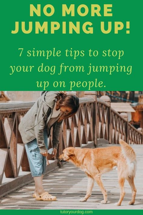 Jumping Dog, Dog Behavior Training, Easiest Dogs To Train, Dog Behavior Problems, Dog Training Advice, Dog Brain, Calm Dogs, Best Dog Training, Dog Care Tips