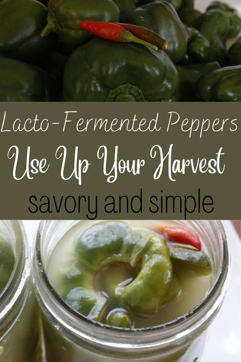 My recipe for lacto-fermented peppers is so quick and easy. It is a good way to benefit from fermented foods and it is a savory addition to so many meals. So instead of letting all those green peppers go to waste in the garden, preserve their goodness by fermenting them! Fermented Green Peppers, Fermented Peppers Recipe, Preserve Green Peppers, Fermented Peppers, Lacto Fermented, Types Of Peppers, Fermentation Crock, Nourishing Traditions, Green Peppers