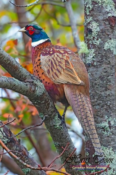 Ring Necked Pheasant, Pheasant Hunting, Bird Hunting, Game Birds, Colorful Bird, Airbrush Art, Nature Birds, Bird Drawings, Pretty Birds