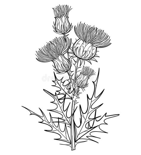 Vector branch with outline welted Thistle or Carduus plant, spiny leaf, bud and flower in black isolated on white background. Symbol of Scotland. Contour vector illustration Thistle Tattoo Black, Thistle Drawing, Scottish Tattoos, Thistle Tattoo, Thistles Art, Scottish Flowers, Black Tattoo Cover Up, Flower Line Drawings, Calligraphy Drawing