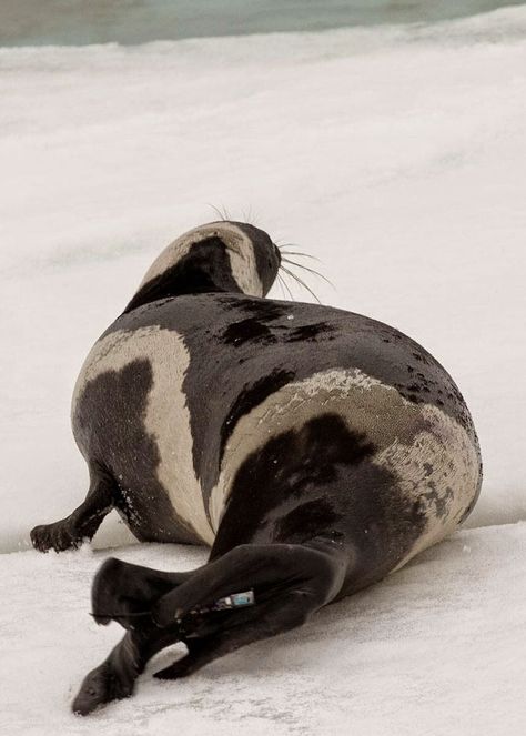 Rare Striped Seal Spotted In Washington State, Rumor Has It Its Mother Might Be A Zebra Ribbon Seal, Sea Mammal, Animal Reference, Monster Girls, Spirit Animals, Underwater Creatures, Marine Mammals, Sea Lion, Unique Animals