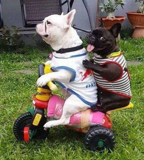 Awesome dogs riding tricycle ~ 35 Funny Pics & Memes Frenchie Funny, Psy I Szczenięta, Bulldog Funny, Francia Bulldog, Funny Dog Memes, Funny Dog Pictures, French Bulldog Puppies, 웃긴 사�진, Memes Humor